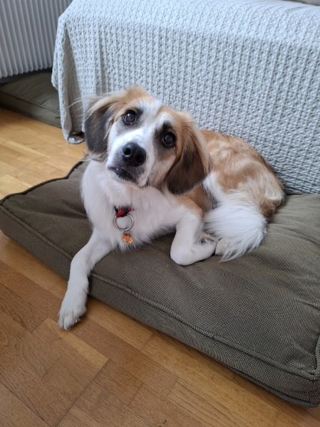 Terre de Chien - photo 1