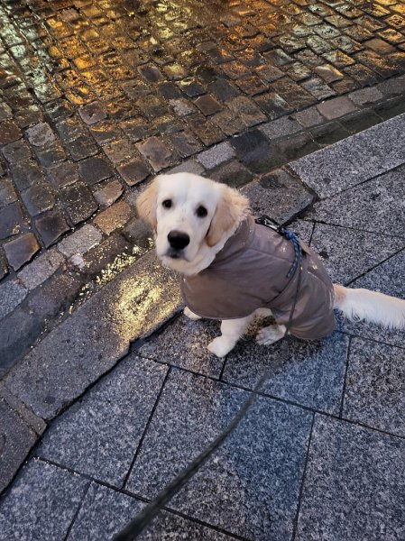 Terre de Chien - photo 2