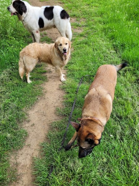 Animal Perception Comportementaliste Rééducation Animale - photo 1