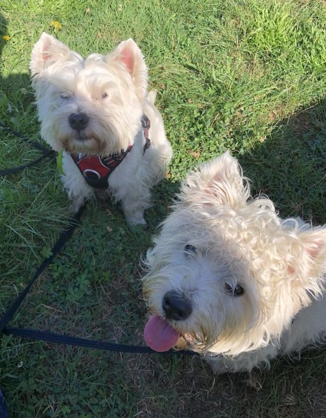 Animal Perception Comportementaliste Rééducation Animale - photo 2