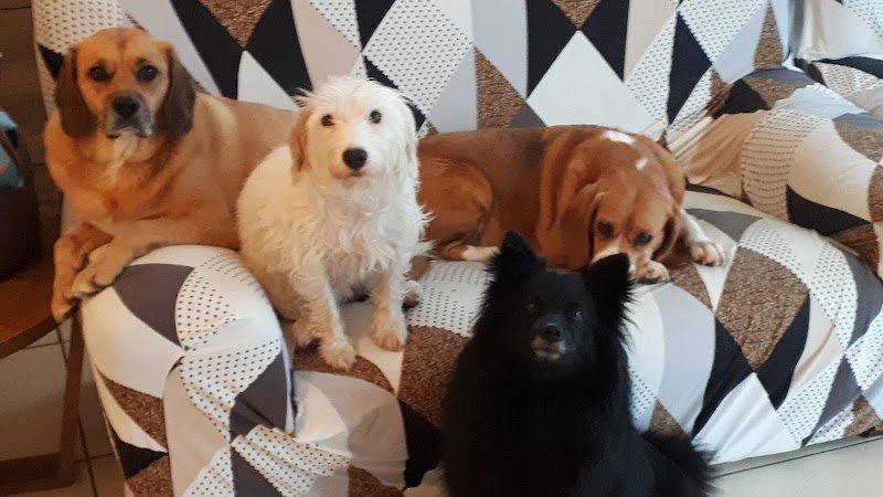 Animal Perception Comportementaliste Rééducation Animale - photo 3