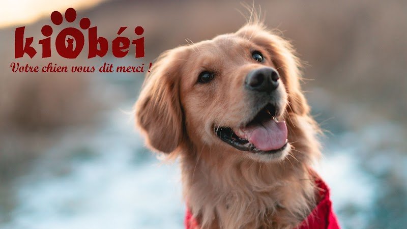 Kiobéi Educateur canin