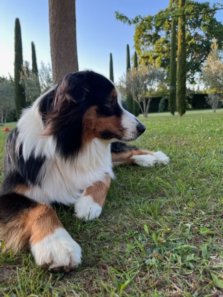 Kiobéi Educateur canin - photo 2