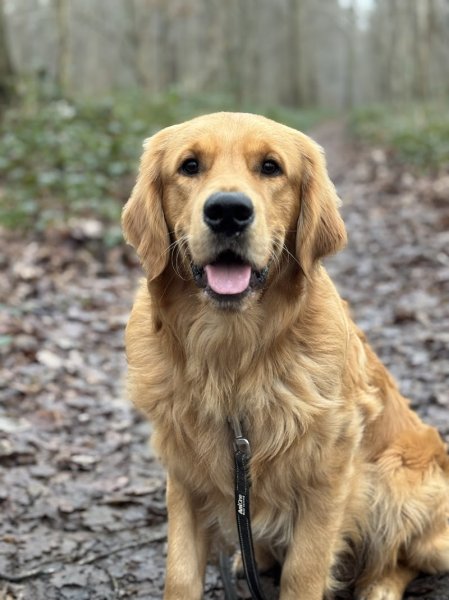 Kiobéi Educateur canin - photo 3