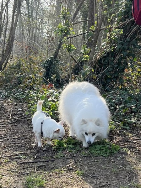 De Nature Canine Poissy Éducateur Comportementaliste Canin - photo 2
