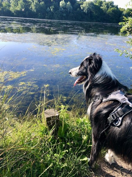 J'Educ Zen - Educateur comportementaliste canin/Pension canine