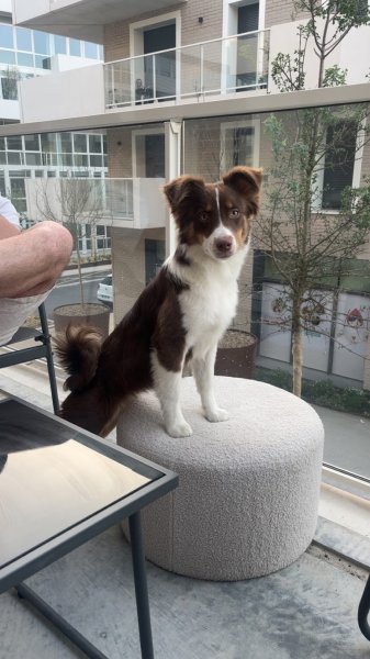 J'Educ Zen - Educateur comportementaliste canin/Pension canine - photo 2