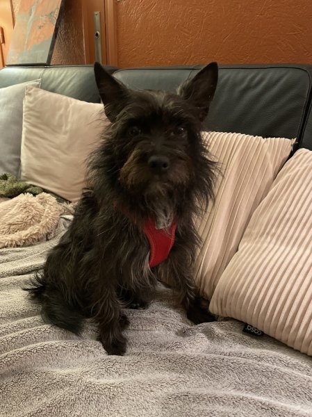 J'Educ Zen - Educateur comportementaliste canin/Pension canine - photo 3