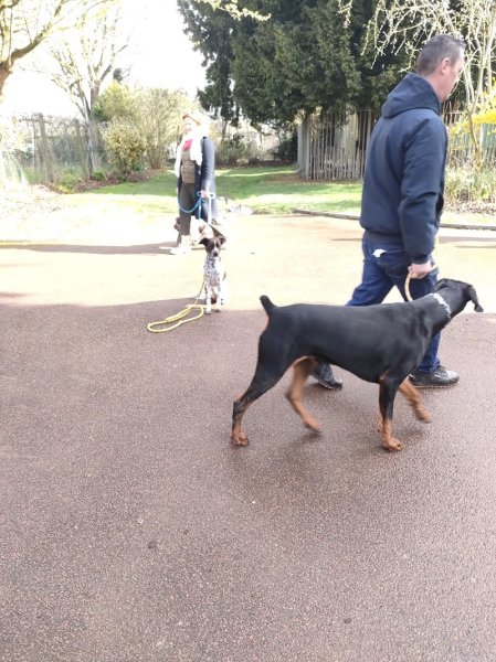 Antonio Rita Educateur et Comportementaliste canin