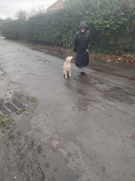 Antonio Rita Educateur et Comportementaliste canin - photo 2