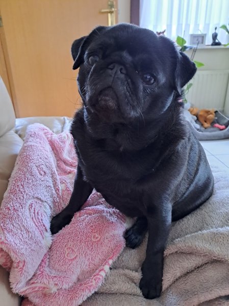 Pierre wemaere education canine - photo 1