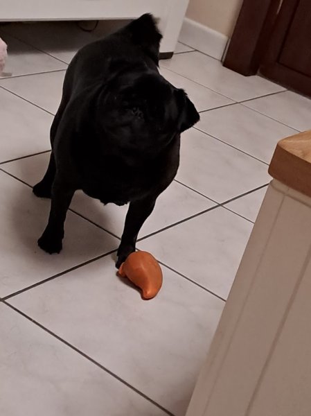 Pierre wemaere education canine - photo 2