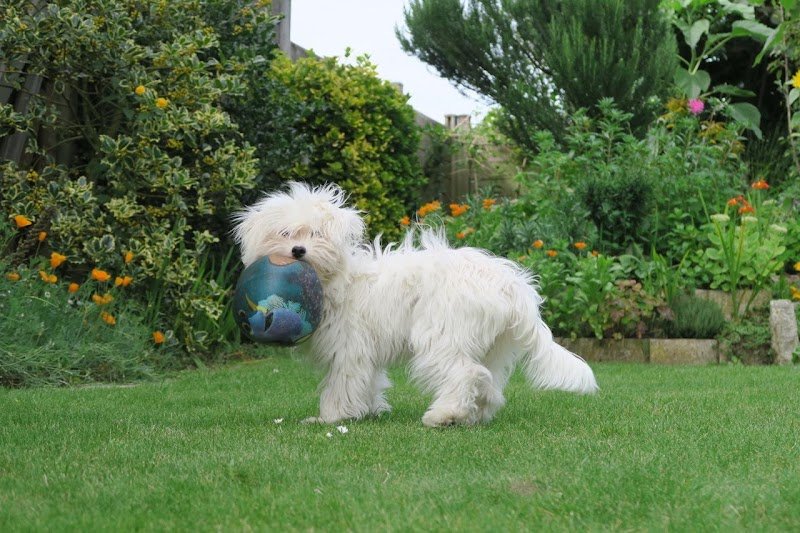 Pierre wemaere education canine - photo 3