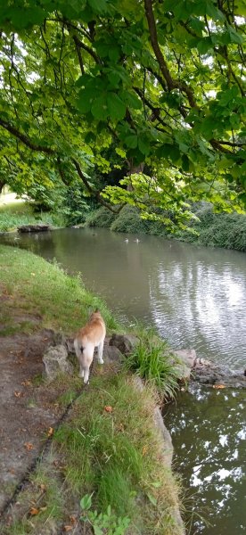 Centre National de Formation Canine Nikita - photo 2
