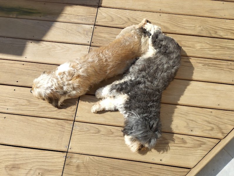 Vivr'Ensemble - Educateur Canin - photo 2