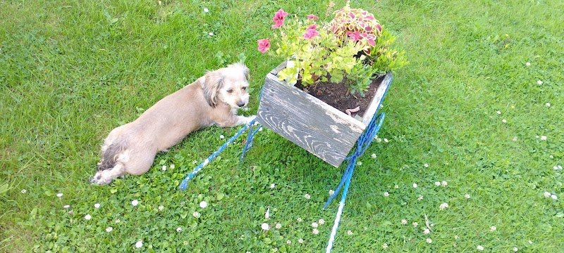 Vivr'Ensemble - Educateur Canin - photo 3