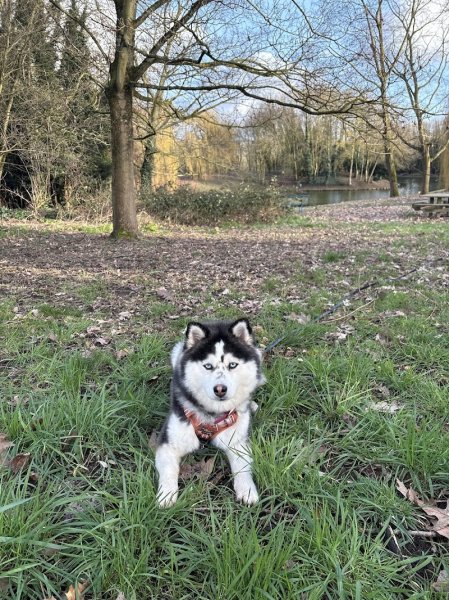 So Dog Addik't - Educateur canin