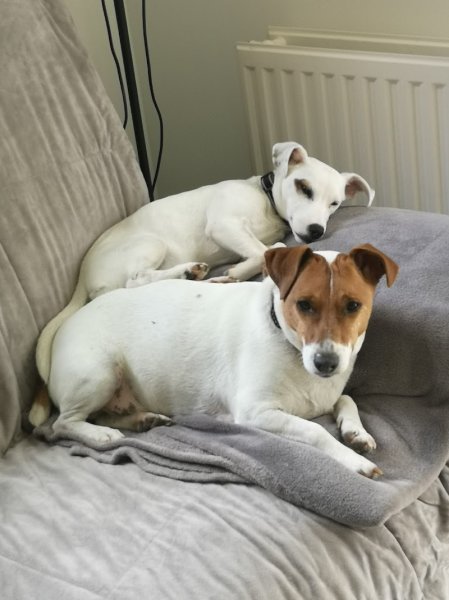 So Dog Addik't - Educateur canin - photo 2