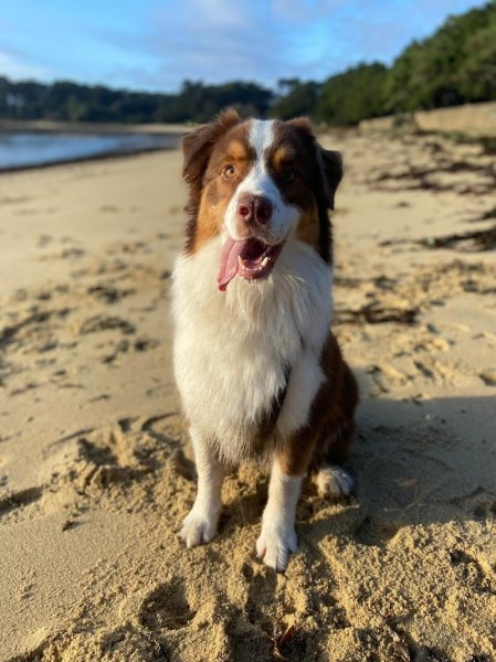 So Dog Addik't - Educateur canin - photo 3