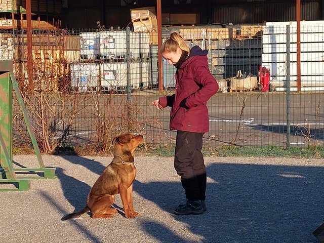 Educanyx - éducatrice comportementaliste canin - photo 2