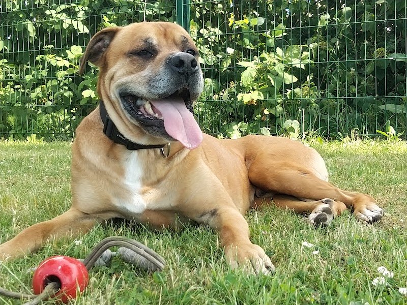 Yross and Co, éducateur comportementaliste canin - photo 1