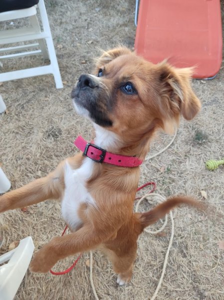 Yross and Co, éducateur comportementaliste canin - photo 2