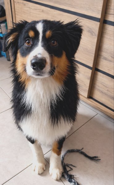 Yross and Co, éducateur comportementaliste canin - photo 3