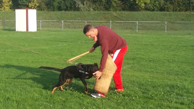 Amicale Canine Grande-Synthe - photo 3