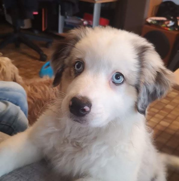 Club Canin de Loon-Plage - photo 1