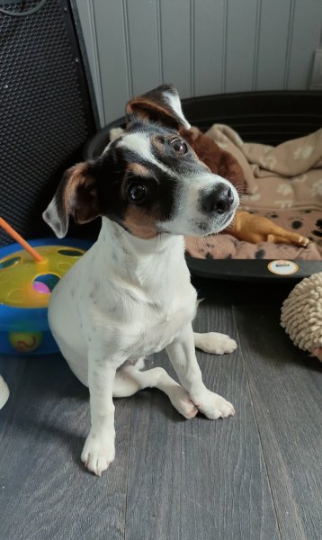 Les Aimer c'est les Garder / School of Kyda [Pension, Éducateur canin, Taxi animalier, Visites à domicile] - photo 2