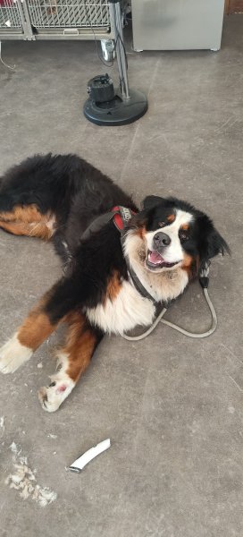 Les Aimer c'est les Garder / School of Kyda [Pension, Éducateur canin, Taxi animalier, Visites à domicile] - photo 3