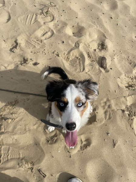 ThibDog'Educ - Éducateur Canin à Dunkerque - photo 1