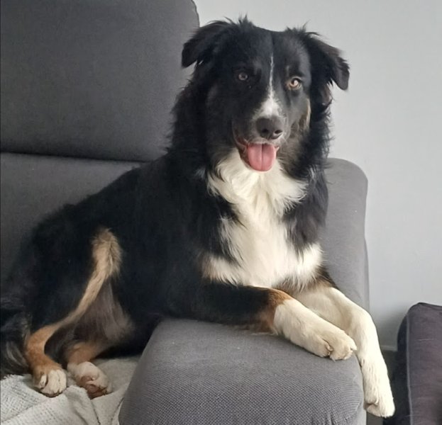 ThibDog'Educ - Éducateur Canin à Dunkerque - photo 2