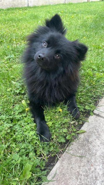 ThibDog'Educ - Éducateur Canin à Dunkerque - photo 3