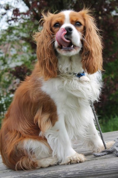 Les-pattes-en-nord - Educateur comportementaliste