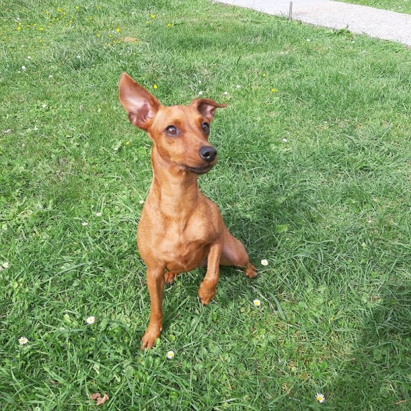 Doggy Dita - Comportementaliste Canin et education du chien - Balades Canines - photo 2