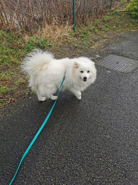 Doggy Dita - Comportementaliste Canin et education du chien - Balades Canines - photo 3