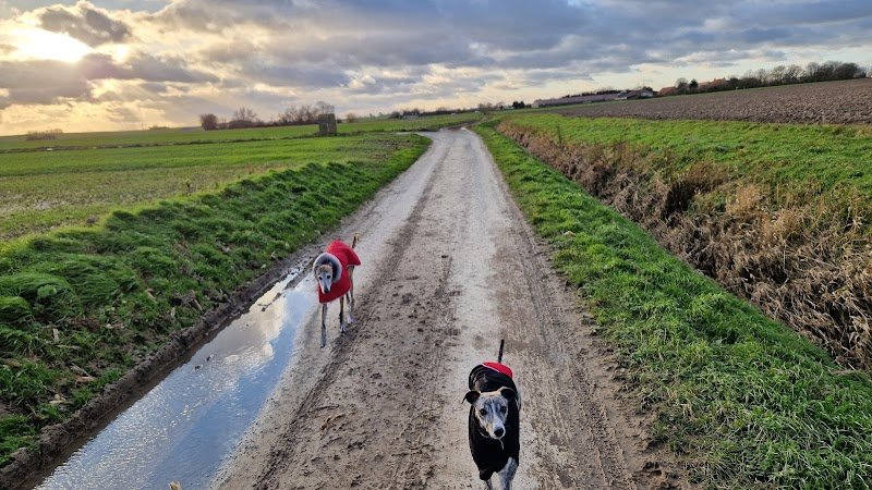 La Wouf Compagnie- Mélanie Verhaeghe- Education du chien de famille - photo 3