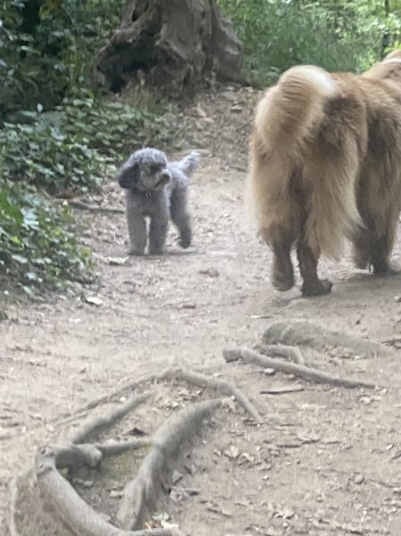 Club canin d'Hellemmes - photo 3