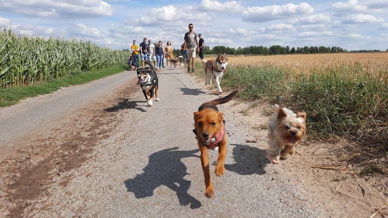 Dog Harmonie Education - photo 1