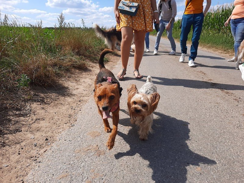 Dog Harmonie Education - photo 2