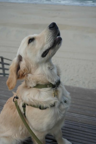 Dog Harmonie Education - photo 3