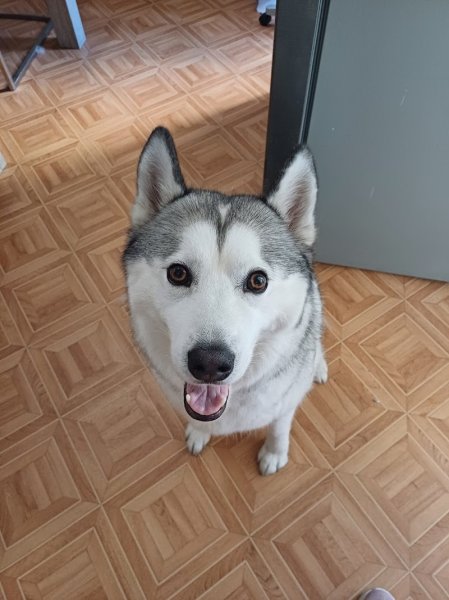 Monde canin - photo 3