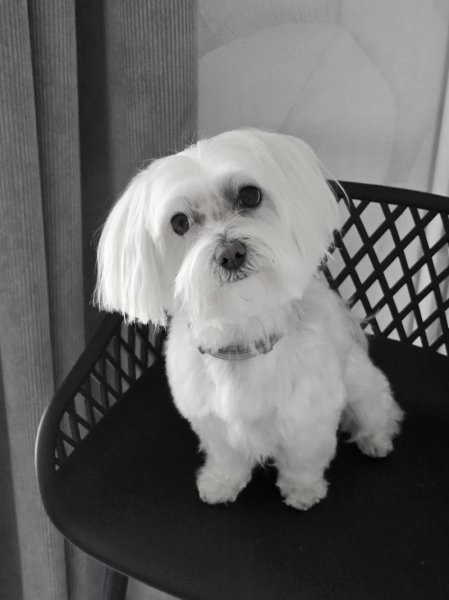 Metamorphose Canine - photo 2