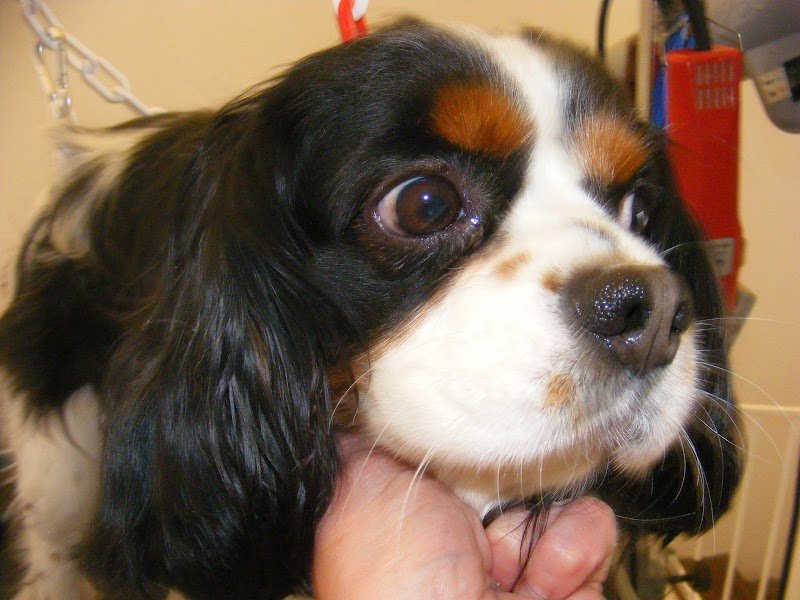 Metamorphose Canine - photo 3