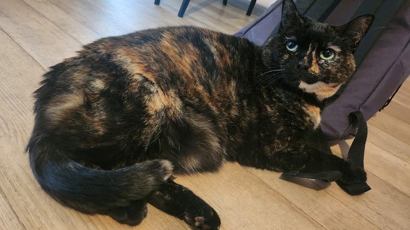 Virginie&Compagnie (Pet Sitter, Garde d'animaux, Toilettage canin) - photo 1