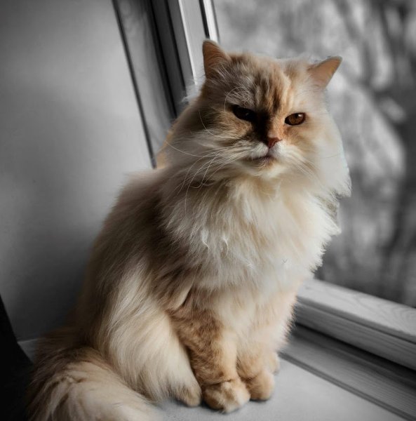 Virginie&Compagnie (Pet Sitter, Garde d'animaux, Toilettage canin) - photo 2