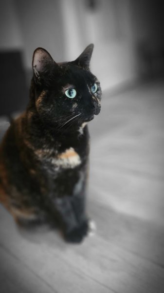 Virginie&Compagnie (Pet Sitter, Garde d'animaux, Toilettage canin) - photo 3