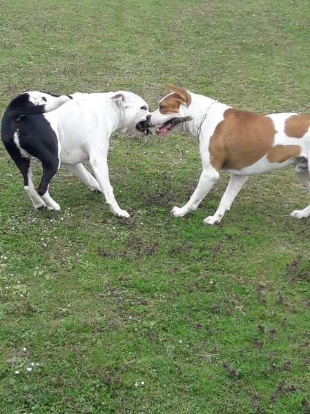 Club Canin C.E. Renault Douai - photo 2