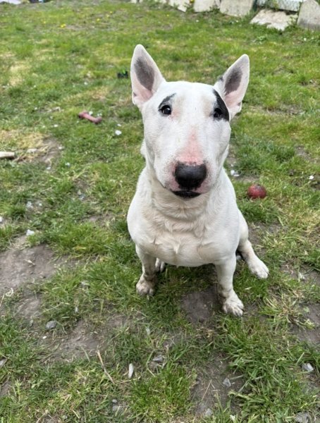 Éduc’dog & Co - photo 2